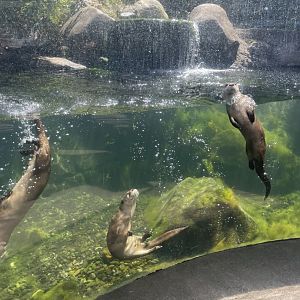 North American River Otters