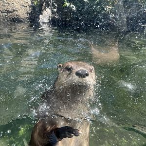 North American River Otter