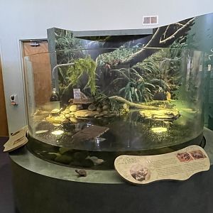 Western Pond Turtle Exhibit