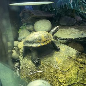 Western Pond Turtle