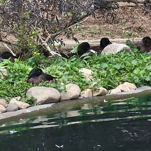 Ripley Waterfowl Conservancy -