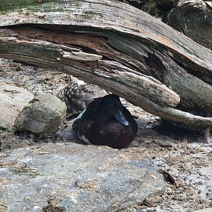 Ripley Waterfowl Conservancy - Baer's pochard?, marbled teal