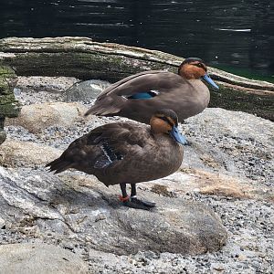 Ripley Waterfowl Conservancy - Philippine duck