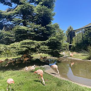 Chilean Flamingo Exhibit