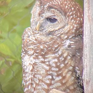 Northern Spotted Owl