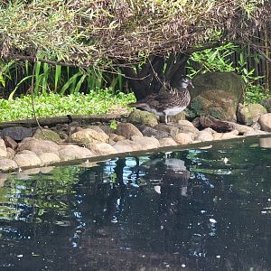 Ripley Waterfowl Conservancy -