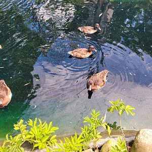 Ripley Waterfowl Conservancy - Baer's pochards