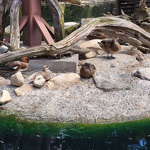 Ripley Waterfowl Conservancy - Eurasian wigeon, marbled teal, falcated teal