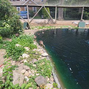 Ripley Waterfowl Conservancy - Lesser white-fronted geese, demoiselle cranes