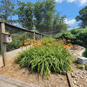 Ripley Waterfowl Conservancy - Walkthrough aviary 2