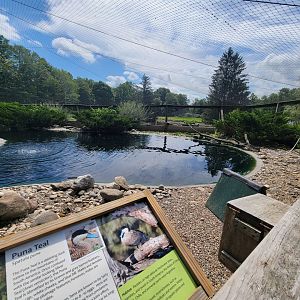 Ripley Waterfowl Conservancy - Walkthrough aviary 2