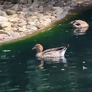 Ripley Waterfowl Conservancy - Maned wood duck