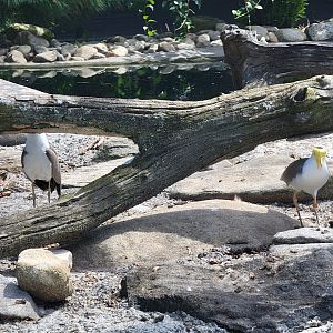 Ripley Waterfowl Conservancy - Masked lapwings guarding their territory