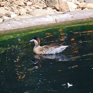 Ripley Waterfowl Conservancy - Silver teal