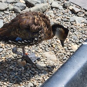 Ripley Waterfowl Conservancy - West Indian whistling duck