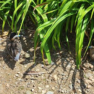 Ripley Waterfowl Conservancy - Silver teals