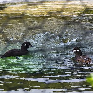 Ripley Waterfowl Conservancy - Harlequin ducks
