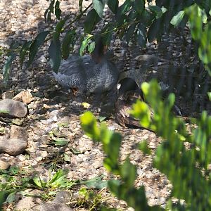 Ripley Waterfowl Conservancy - Long-tailed duck, Chinese merganser