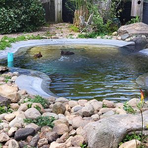 Ripley Waterfowl Conservancy - Spectacled eider pair