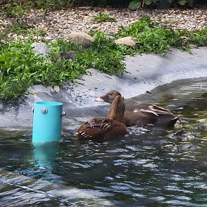 Ripley Waterfowl Conservancy - Spectacled eider pair