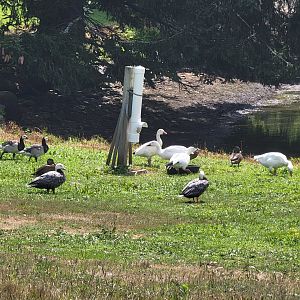 Ripley Waterfowl Conservancy - Some of the field species