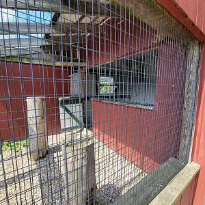 Ripley Waterfowl Conservancy - Barn owl