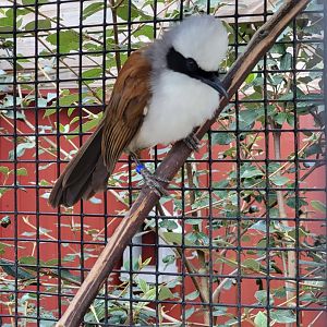Ripley Waterfowl Conservancy - White-crested laughingthrush