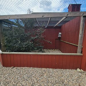 Ripley Waterfowl Conservancy - Crested pigeons