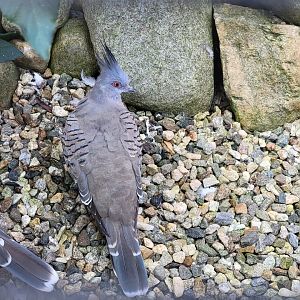 Ripley Waterfowl Conservancy - Crested pigeons