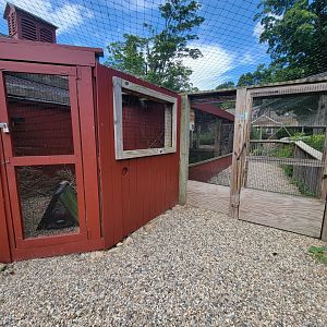Ripley Waterfowl Conservancy - Northern bobwhite quail, door between walkthrough aviaries
