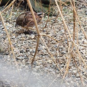 Ripley Waterfowl Conservancy - Northern bobwhite quail