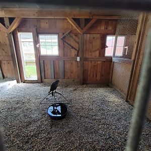 Ripley Waterfowl Conservancy - Harris's hawk