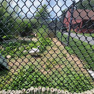 Ripley Waterfowl Conservancy - Smaller aviaries