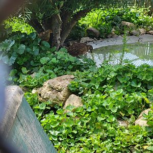 Ripley Waterfowl Conservancy - Smaller aviaries