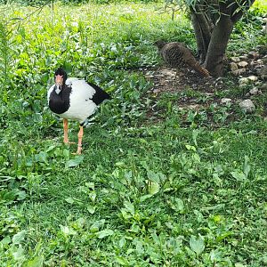 Ripley Waterfowl Conservancy - Smaller aviaries