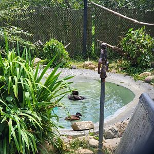 Ripley Waterfowl Conservancy - Smaller aviaries