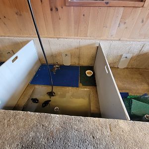 Ripley Waterfowl Conservancy - Unknown ducklings being introduced to water