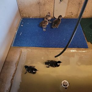 Ripley Waterfowl Conservancy - Unknown ducklings being introduced to water