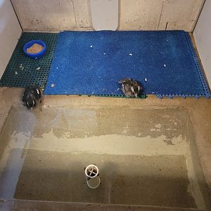 Ripley Waterfowl Conservancy - Unknown ducklings being introduced to water