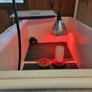 Ripley Waterfowl Conservancy - Unknown newborn ducklings