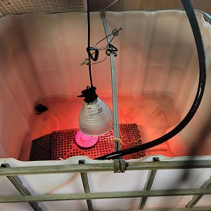 Ripley Waterfowl Conservancy - Unknown newborn ducklings