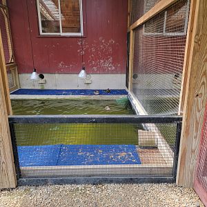 Ripley Waterfowl Conservancy - Unknown ducklings