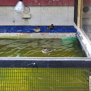 Ripley Waterfowl Conservancy - Unknown ducklings