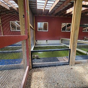 Ripley Waterfowl Conservancy - Unknown ducklings