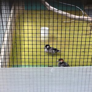 Ripley Waterfowl Conservancy - Unknown ducklings