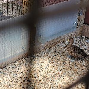 Ripley Waterfowl Conservancy - Unknown ducklings