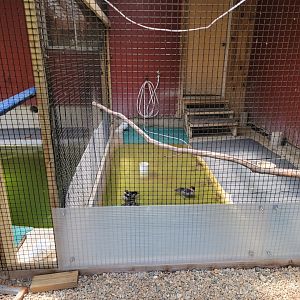 Ripley Waterfowl Conservancy - Unknown ducklings