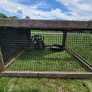 Ripley Waterfowl Conservancy - Unknown ducklings