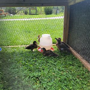 Ripley Waterfowl Conservancy - Unknown ducklings