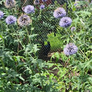 Ripley Waterfowl Conservancy - Private aviaries